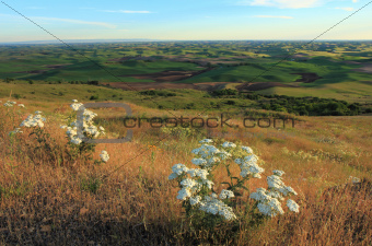 Palouse with White Wildflowers
