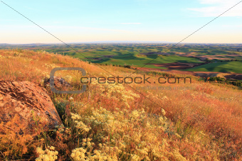 Hills of Palouse with Wild Flowers