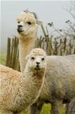 Mother and baby Alpaca