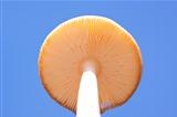 Mushroom skies