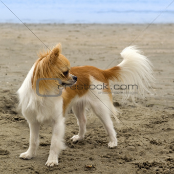chihuahua on the beach