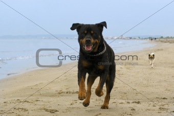 rottweiler running on the beach