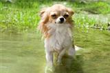 chihuahua in the river