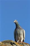 purebreed pigeon
