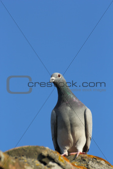 purebreed pigeon