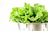 green lettuce in metal colander on a white background