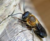 Wild bee sits on wood