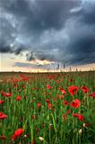 poppies