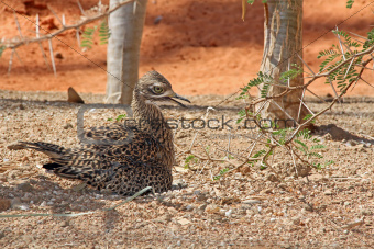 Spotted Bush Thick-Knee Sunning in the Sand