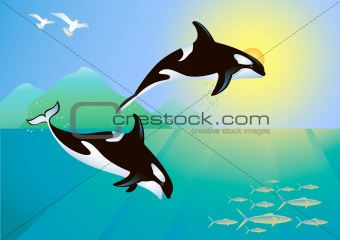 Killer whales hunting a fish group
