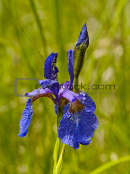 Iris flower largely