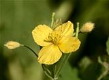 Yellow meadow flower celandine