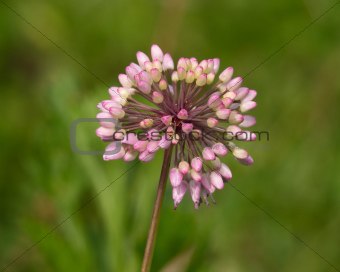 Inflorescence of wild onions
