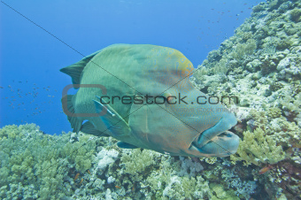 Large napoleon wrasse on a reef