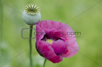 Pink Poppy Flower and Seed Head