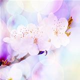 spring background, tender blur colors and bokeh 