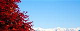 Red tree with Alps background