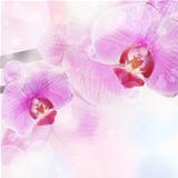 Orchid Flower background, tender blur colors and bokeh 