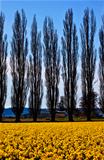 Yellow Daffodils Flowers Cypress Trees Skagit Valley Washington 