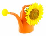 Big Yellow Sunflower in Orange Watering Can / Isolated