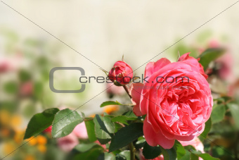 Background with pink roses