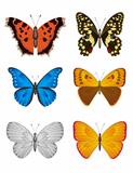 Set of colorful Butterfly on white