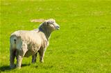 Sheep in a green field