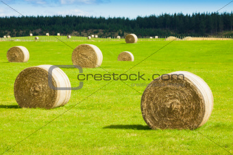 Hay bale rolls in a green field