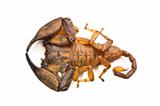 Large australian scorpion