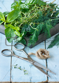 Herbs and scissors.