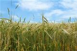 field of organic green grains