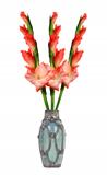 Beautiful red gladiolus in vase isolated on white background