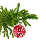 Christmas tree branch with red decorate ball isolated on white