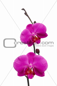 Beautiful pink orchid isolated on white
