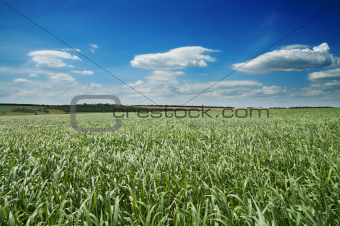 field with green grass