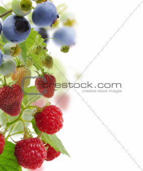 Fresh Berries 