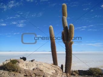 Bolivian desert