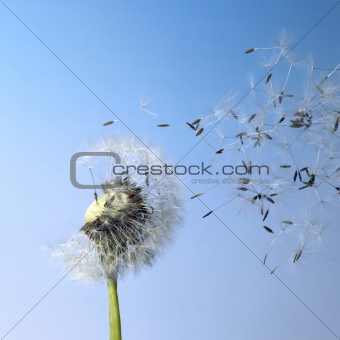 dandelion blowball and flying seeds