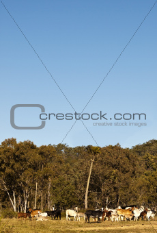 Beef Cattle with Blue Sky