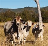 Australian meat industry brahman cattle