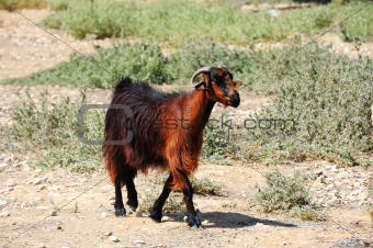 A beautiful goat
