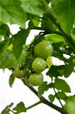 Green Tomatoes on Vine