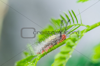 worm in green nature 