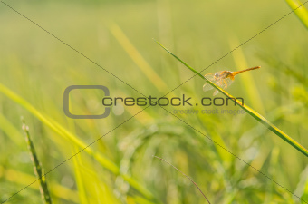 dragonfly in green nature