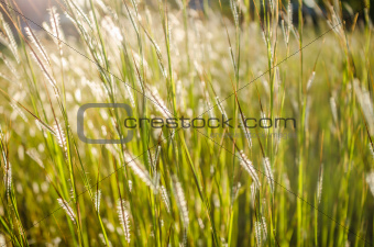 wild grass in bright sunset 