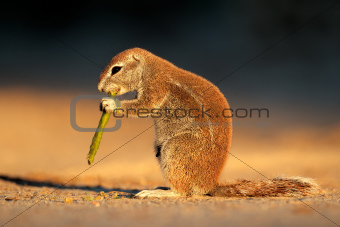 Feeding ground squirrel