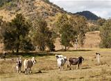 Australian rural scene beef cattle