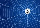 Spider and Net Illustration