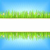 Summer background with green grass