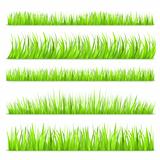 Summer Green Grass